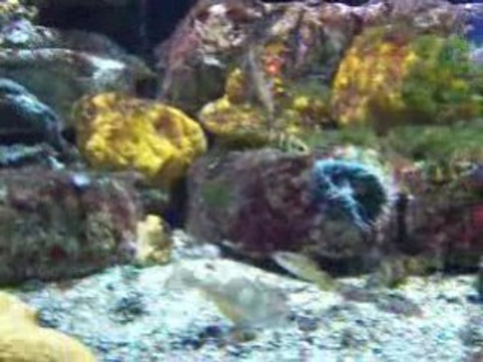 Poisson_1527