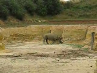 Zoo Doué la Fontaine : rhinocéros