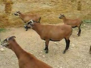 Zoo Doué la Fontaine : chèvres