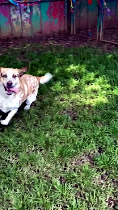 Adoption Day Zoomies! Shelter Dog Sprints With Pure Joy 🐾 ️ - video ...