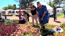 Thousands gather for Canberra’s annual “Great Big Bulb Dig” as Floriade wraps up