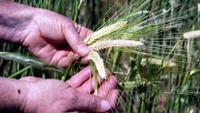 SA farmers able to rejoice after years of devastating drought