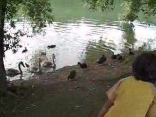 les canards