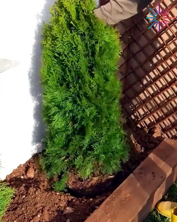 Planting trees around the house! - video Dailymotion