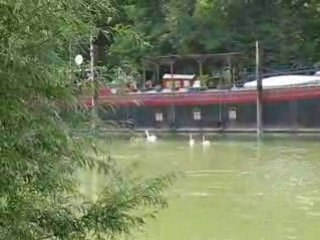 les cygnes au fil de l'eau