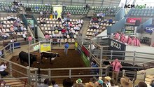 Gunnadoo Park Quickstep sells for six figures at Rocky Brangus Sale