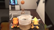 Amazing dog shoots basketball like a real Air Bud on the court