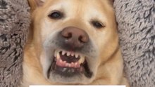 Top 5 Viral Dog Videos of 2026 😂