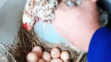 There_s egg hunting here all year round 🥚🐣🐔🎉 #easter #egg #chicken #fypage