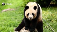 Yuan Meng : réaliser notre rêve commun