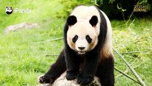 Yuan Meng : réaliser notre rêve commun
