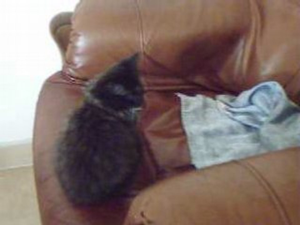 les chatons 3