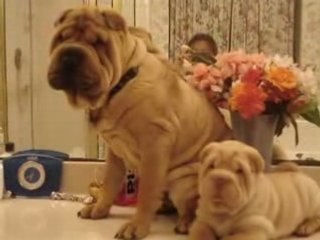 SHAR PEI