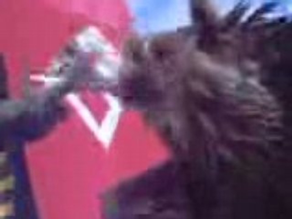 Vautour