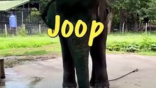 Plai Kham Noi, blowing kisses and eating bananas (young Elephant)