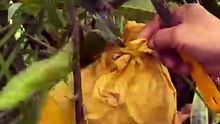 Panen Mangga Raksasa Langsung dari Pohonnya