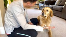 Golden Retriever Smart Test: Kobe Finds the Treat Every Time