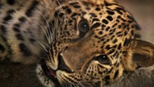 Meet three Amur leopard cubs as they adapt to their new life