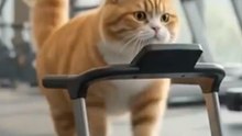 Cat_s First Day at the Gym 🐱🏋️ #viral #gymlife  #catvideos #shorts