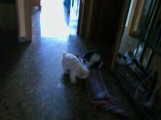 duna persiguiendo a susy..