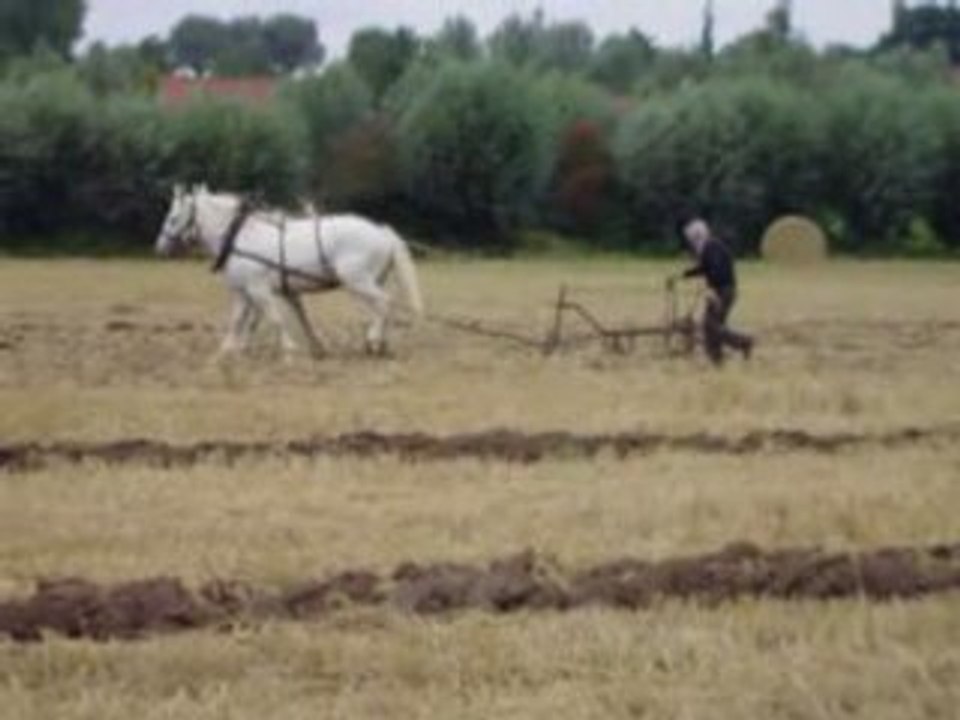 déchaumage avec des cheveaux boulonnais