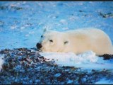 L ours polaire !