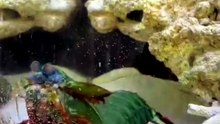 Is Chhote Se Shrimp Ka Punch Tod Sakta Hai Shell! | Unbelievable Mantis Shrimp Facts in Hindi & Urdu