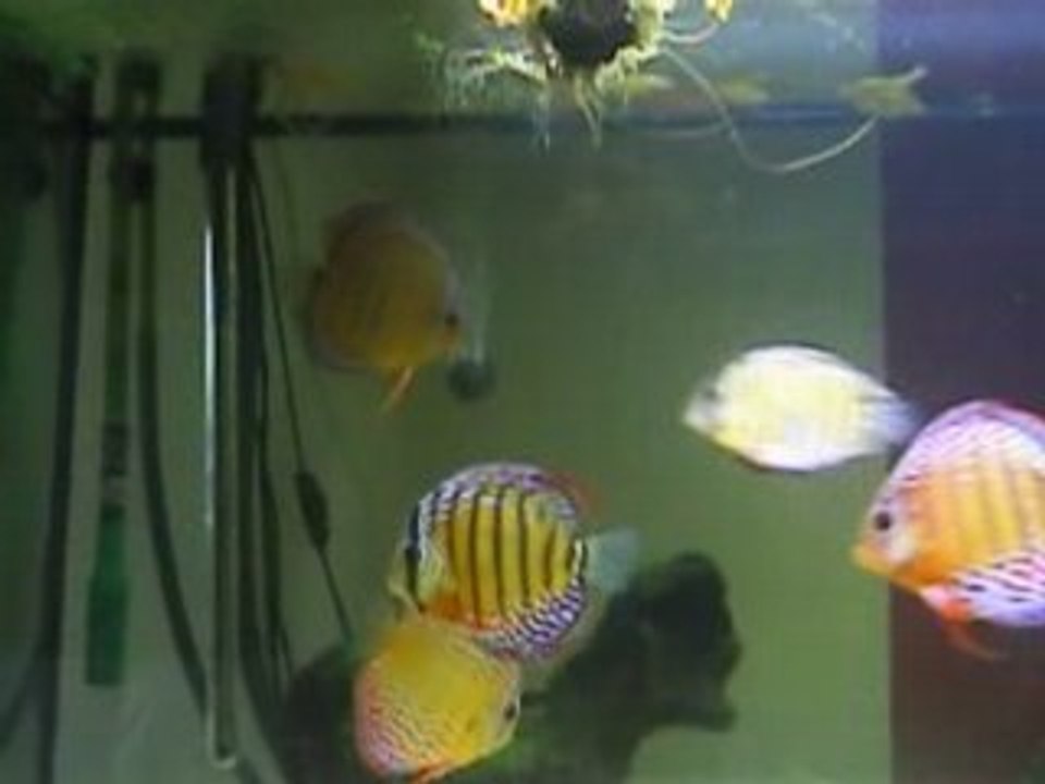 Discus