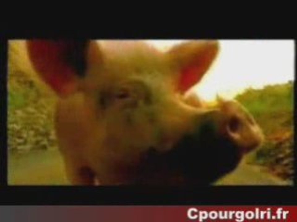 Cochon-salope