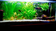 Relaxing Planted Cold water aquarium