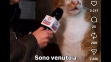 Il multiverso