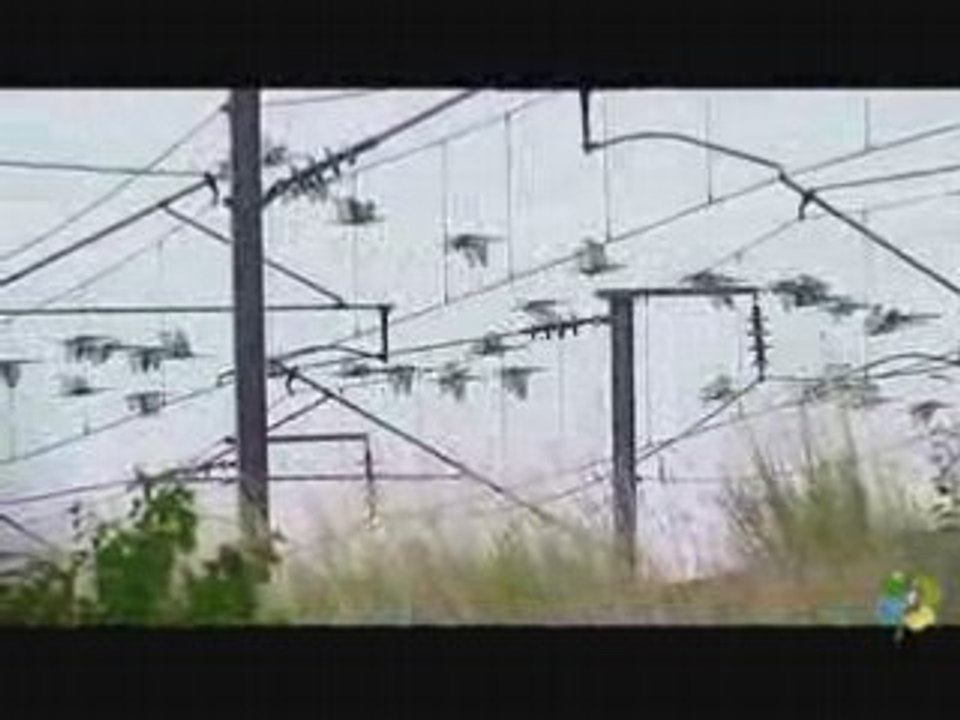 Migration_bernaches