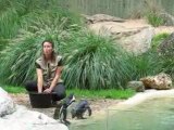 Zoo Doué la Fontaine : manchots