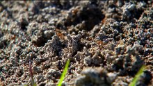 Residents in Sydney’s inner west urged to check their homes for deadly fire ants
