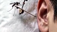 O mosquito violinista