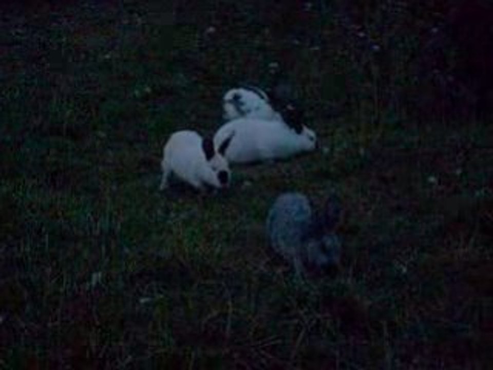 La course aux lapins XD