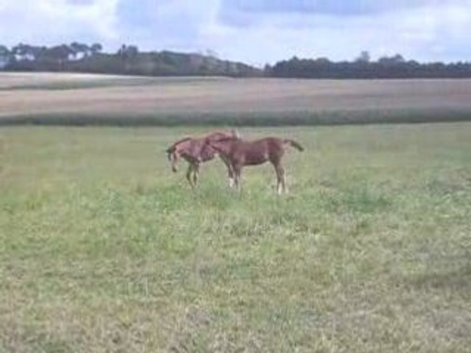 Cabrioles...trop chou !!