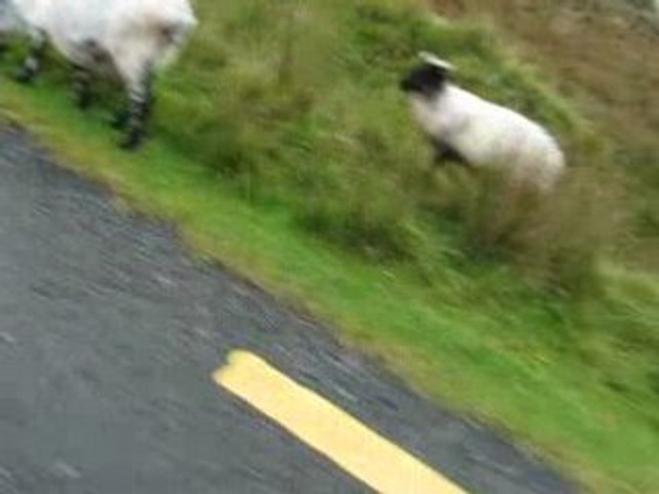 V4. Moutons (2)