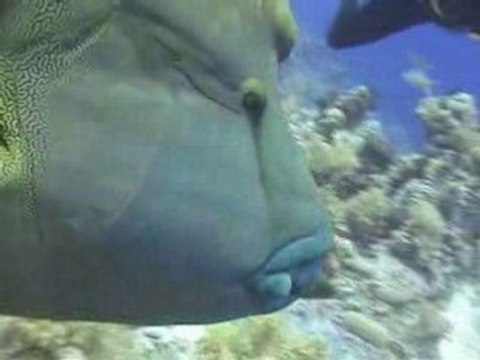 Sharm D&D - Ras mohamed