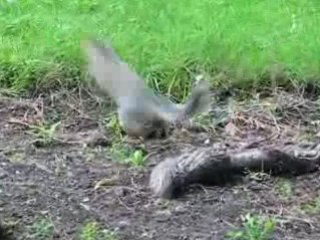 V7. National Botanic Garden - Dublin (1)