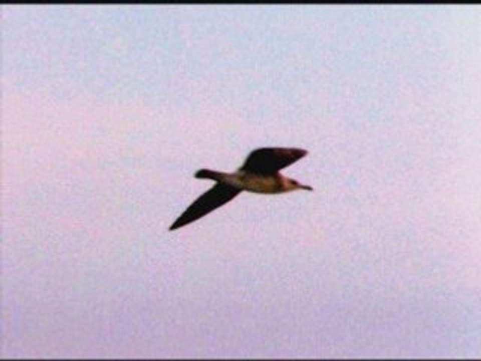 La mer, le vent et les mouettes