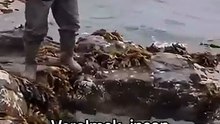 Seal baby in trouble