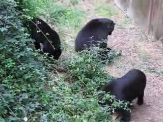 Zoo Doué la Fontaine : ours
