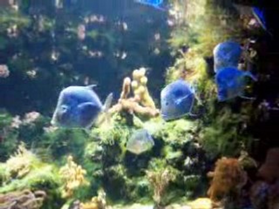 Poisson_1546