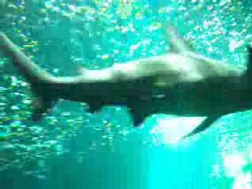 Requin_1570
