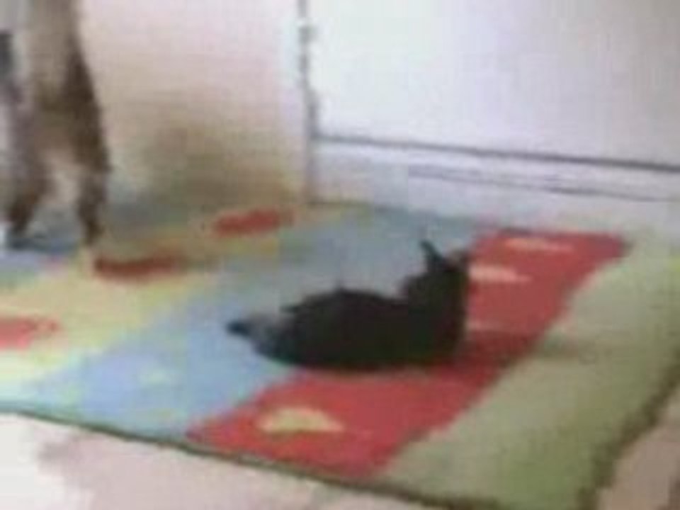 Chat vs chat !!!