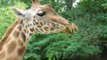 Zoo Doué la Fontaine : girafe qui déjeune