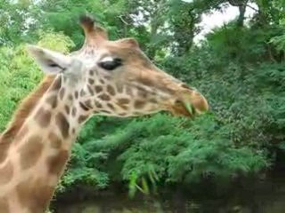 Zoo Doué la Fontaine : girafe qui déjeune