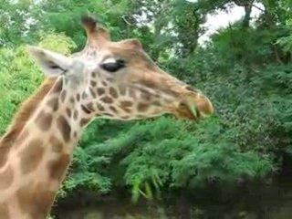 Zoo Doué la Fontaine : girafe qui déjeune
