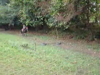 cheval en saut